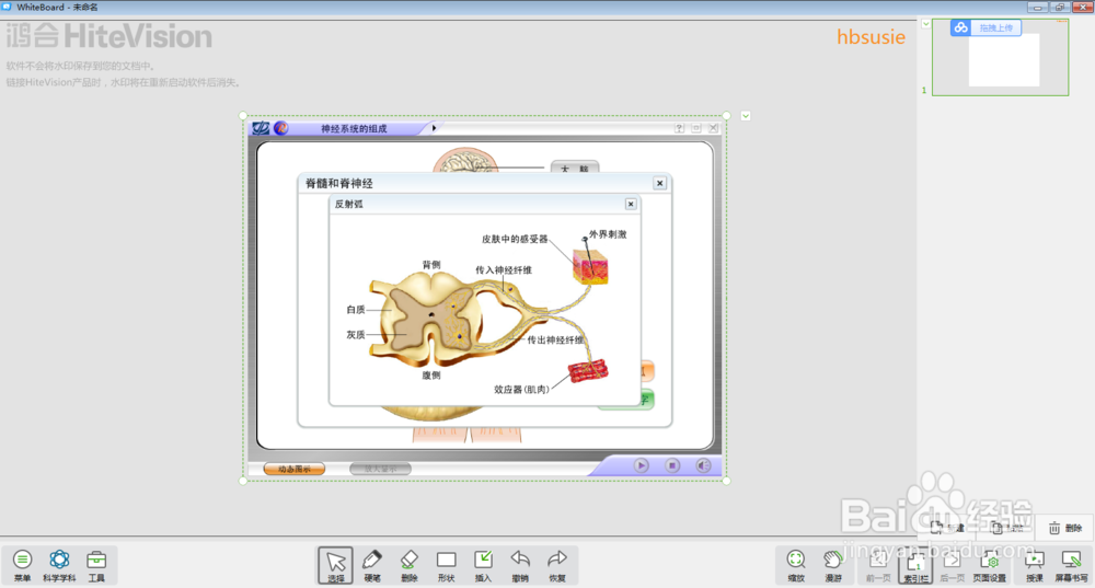 怎样在白板中进行神经系统的组成教学