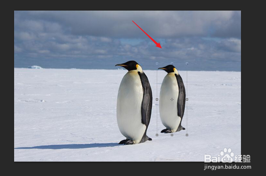 ps怎么让一只企鹅变成一排站立整齐的企鹅?