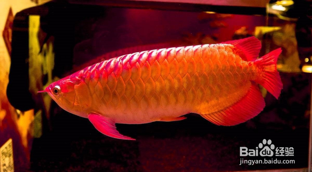 在挑选血红龙和辣椒红龙时有何讲究