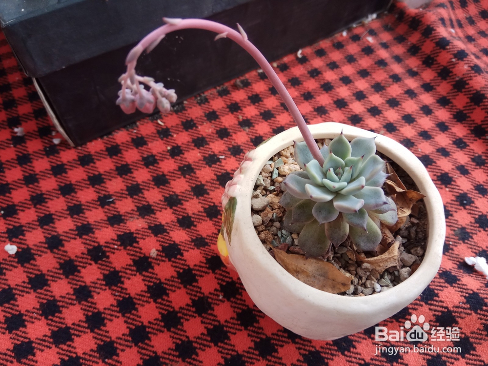 多肉里面长新芽怎么办