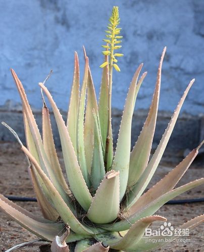 怎样去黄褐斑最有效