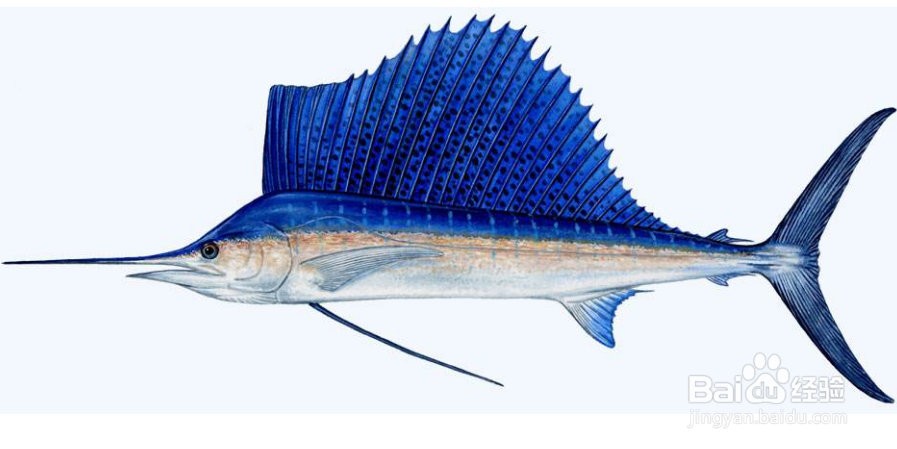 鱼的记忆到底有多久