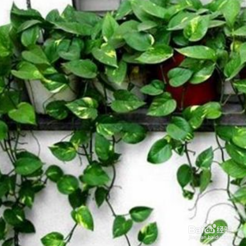 绿萝养在家里好么？