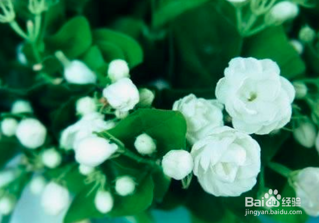 茉莉花怎么养殖