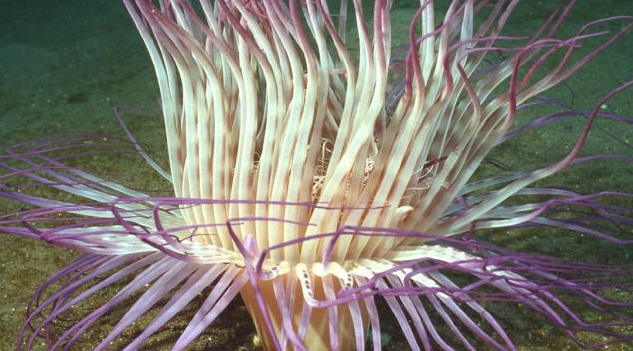 珊瑚是生物吗为什么