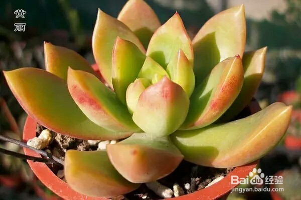 常见多肉植物养殖7