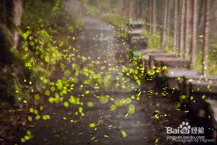 萤火虫拍摄技巧