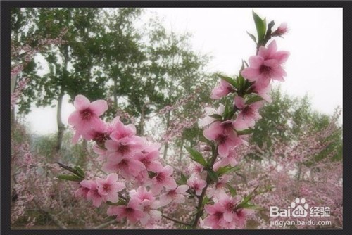 用光影魔术手如何将图片变淡