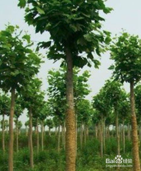 幸福树怎样插苗