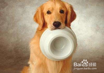 狗瘟(犬瘟热)的准确辨别方法是什么?