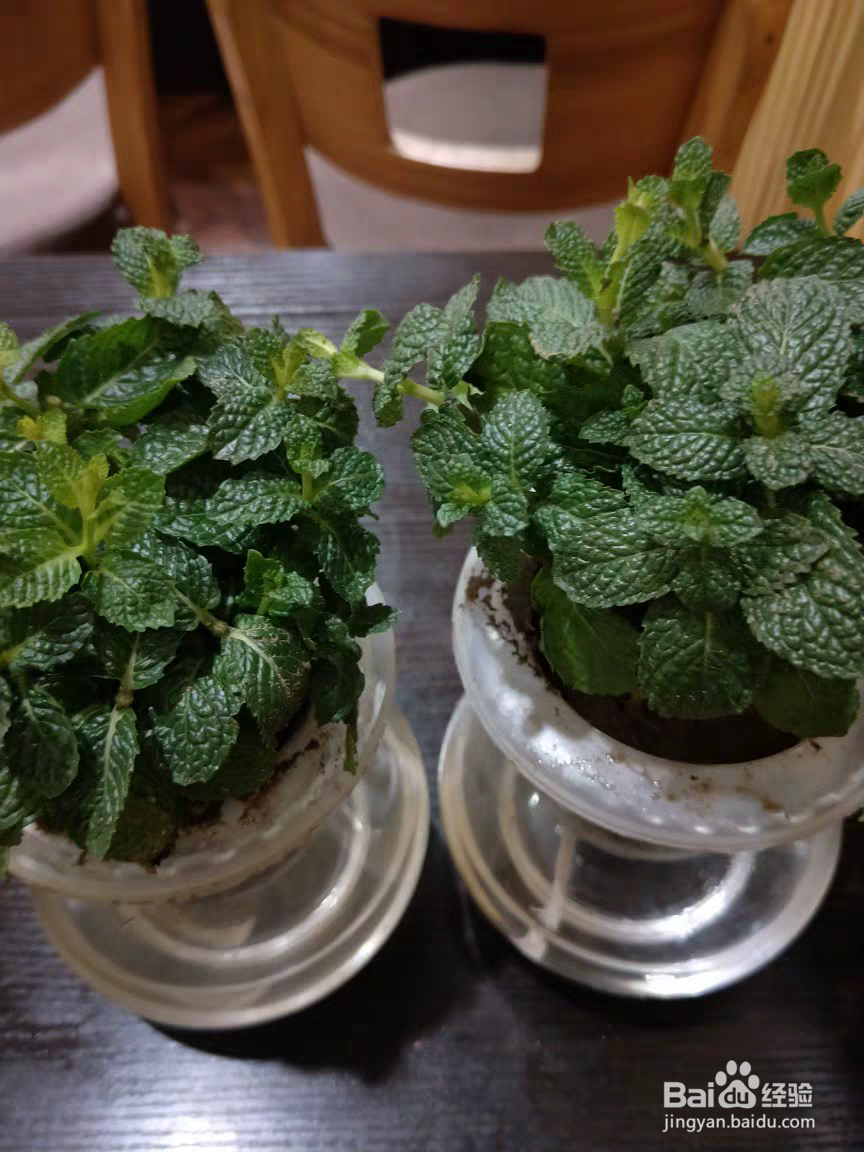 薄荷长红蜘蛛怎么处理