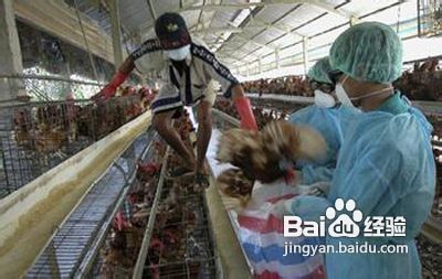 如何有效预防H7N9禽流感