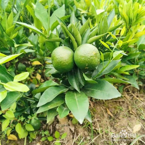 沃柑的种植和管理方法