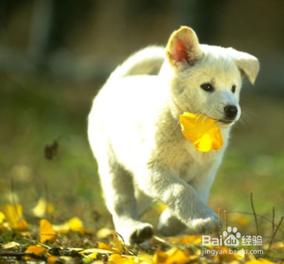 如何了解自家狗子的习性，得到汪星人的敬畏！