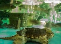 鳄龟养大怎么办
