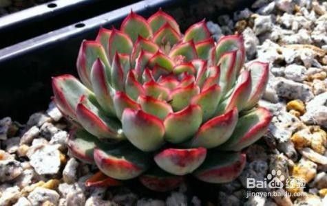 花月夜多肉怎么养 百度经验 花月夜多肉怎么养 百度经验