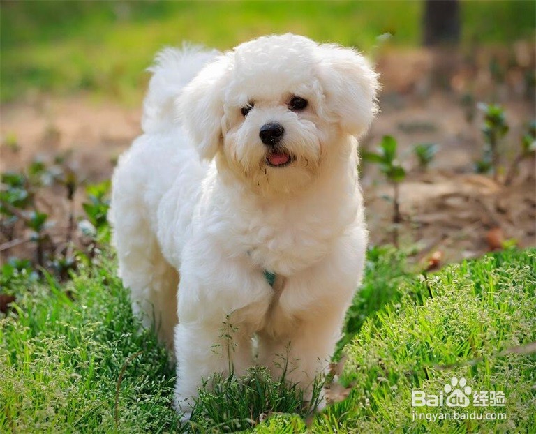 比熊爱咬人怎么办