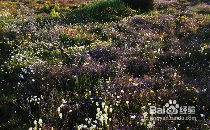 [转载]南非之旅3：纳玛夸兰（Namaqualand）花海