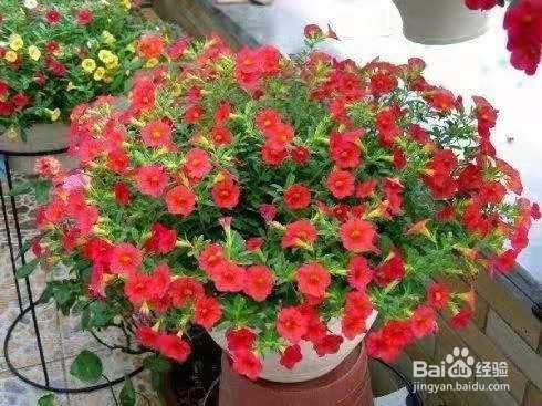 全年都能开花的花卉，很容易就能开成球！