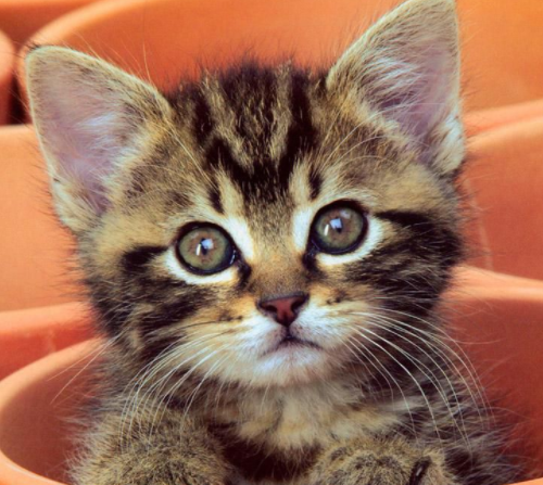 猫可以吃咸的东西吗