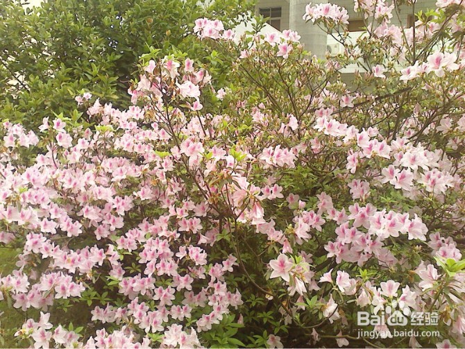 怎样把多张图片最大化地打印到一张A4纸上