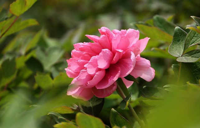 花中之王是什么花