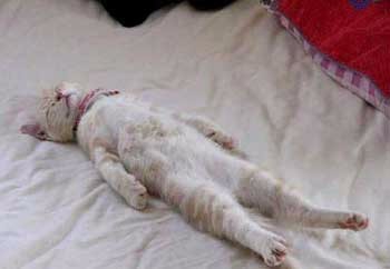 养猫咪的这几个方面要注意!