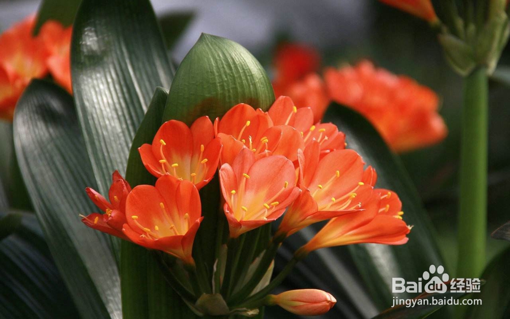 花农的养花口诀