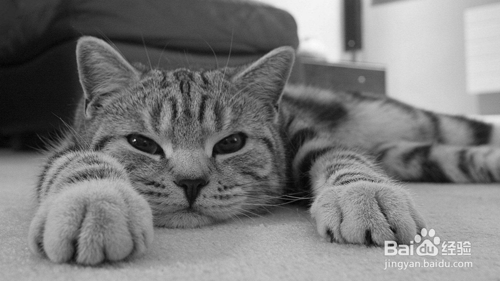 猫得了猫藓怎么办