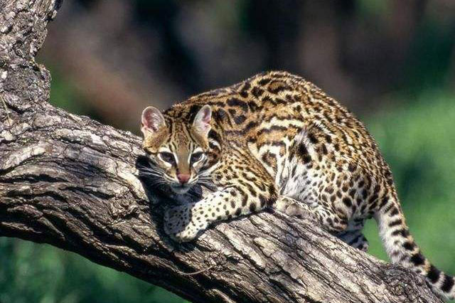 猫的天敌是什么啊