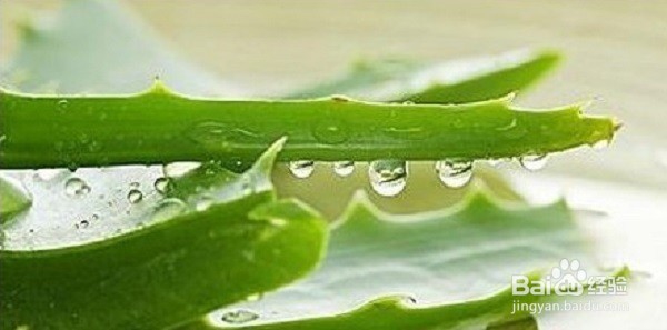 哪些花草具有较强吸收甲醛、苯的功能呢