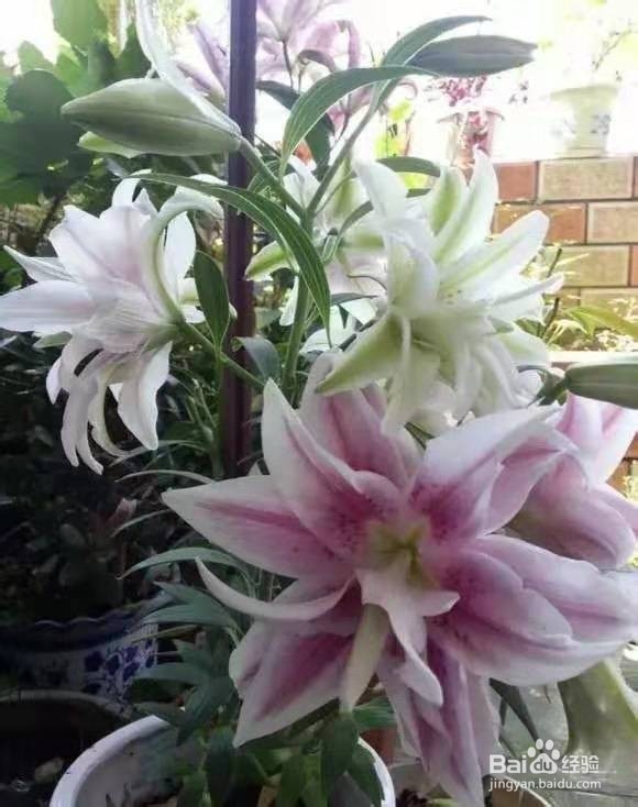 3种花比香水好闻，随便养1盆，异味跑光光