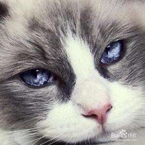 猫吐毛球是为什么?