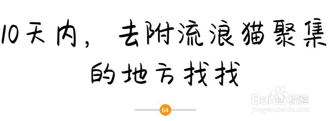 猫咪找回的“黄金时间”
