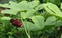 叶子像把伞,亭亭玉立宛若旱地莲叶,开花独特