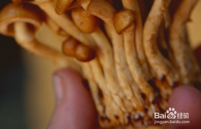 怎样判断滑子菇是否变质