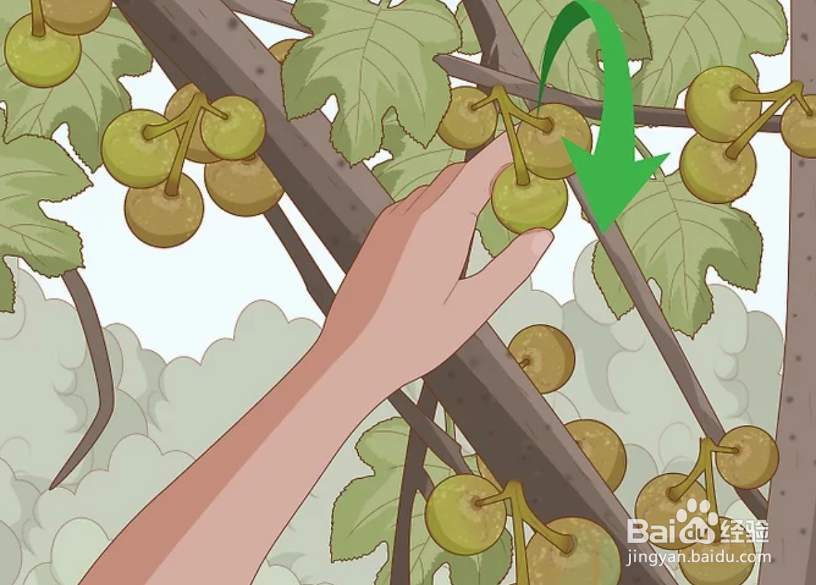 如何修剪无花果树