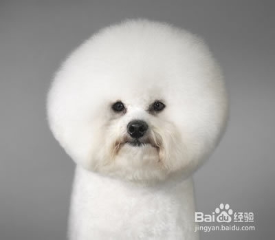比熊可以吃咸的东西吗