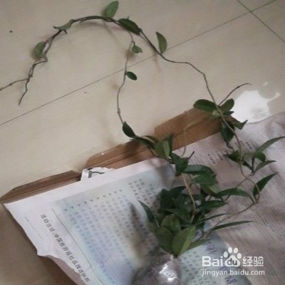 心叶球兰怎样养