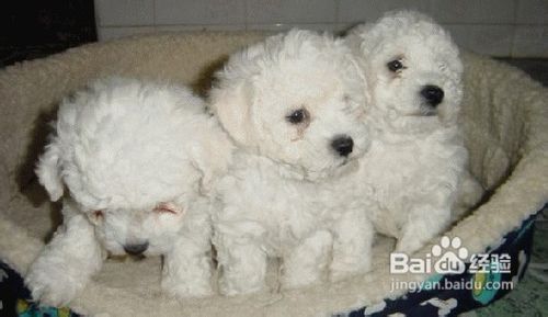 水对比熊犬健康成长的重要性