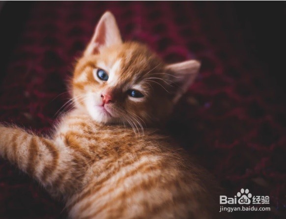 引导猫咪不要在你的键盘上玩耍