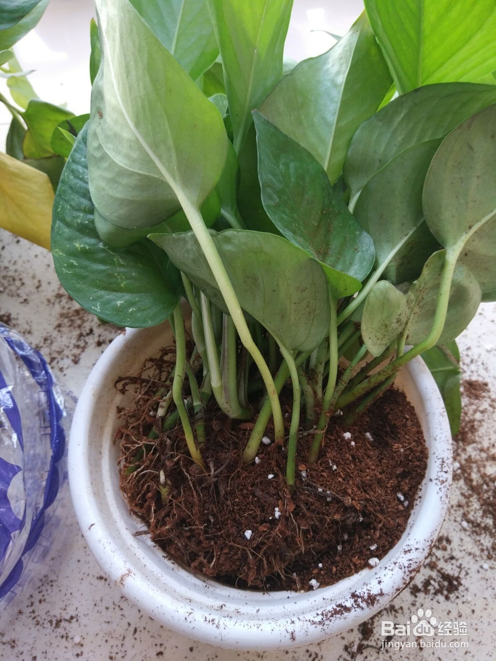 网购来的绿萝(绿植)怎么上盆?怎么打理?