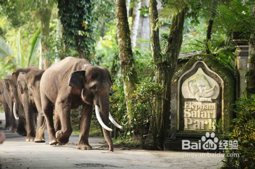 十一月去哪里旅游好？请考虑到巴厘岛