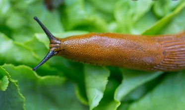 家里有蛞蝓怎么清除