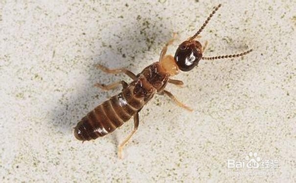 喷粉法灭白蚁的操作方法