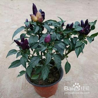 五彩辣椒怎么种植