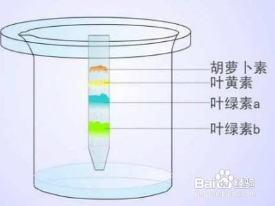 分离色素的方法 百度经验 分离色素的方法 百度经验