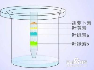 分离色素的方法 百度经验