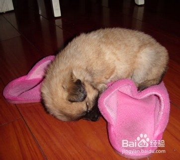 狗狗睡觉打呼噜的几种原因