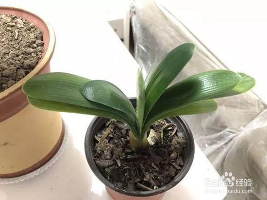 如何养殖君子兰？